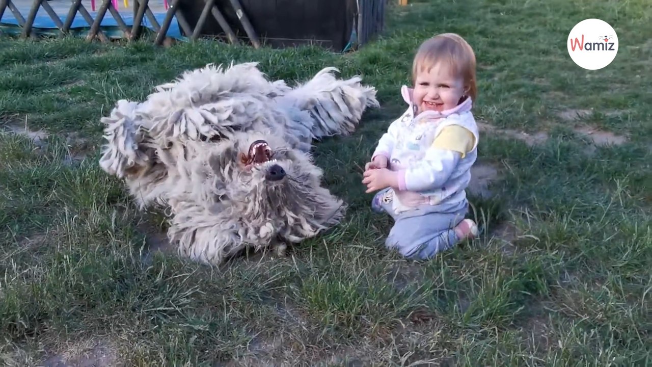 Kind begint te spelen met Komondor: de reactie van de hond op nieuwe speelkameraad verbijstert iedereen