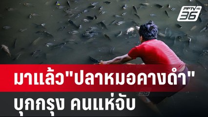 มาแล้ว"ปลาหมอคางดำ"บุกกรุง คนแห่จับ | เข้มข่าวค่ำ | 15 ก.ค. 67