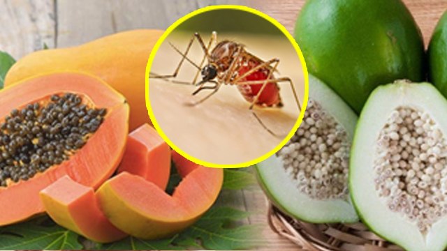 Dengue Me Papaita Khane Se Kya Hota Hai|Which Is Better Raw Papaya Or Ripe Papaya In Dengue...