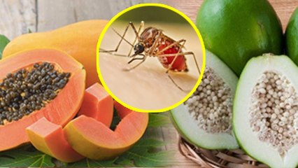 Dengue Me Papaita Khane Se Kya Hota Hai|Which Is Better Raw Papaya Or Ripe Papaya In Dengue...
