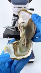 Oyster under microscope
