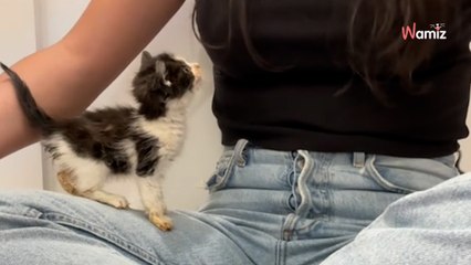 Woman saves three desperate kittens: they thank her in the most beautiful way