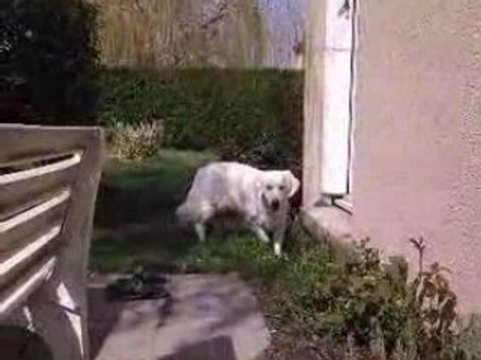 La famille chat profite du soleil