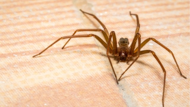 Un gendarme de 52 ans est mort à la suite d'une morsure d’araignée violoniste, de quoi s'agit-il ?