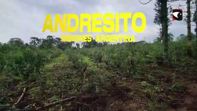 Yerba orgánica productores de Andresito apuntan a la sustentabilidad y mejora de la rentabilidad