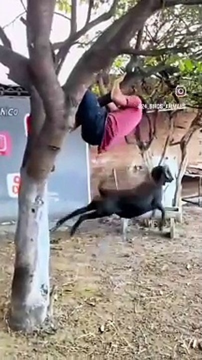 Funny video