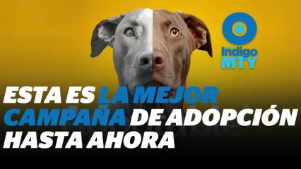 Pedigree lanza la campaña 'Adoptable' de adopción de perritos | Reporte Indigo