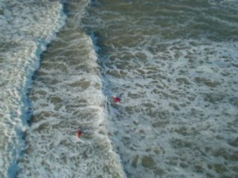 Ile d'oleron-Nouvel An 2008
