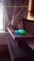 Life Entertainment Fun #APPLE Name #bird #conure