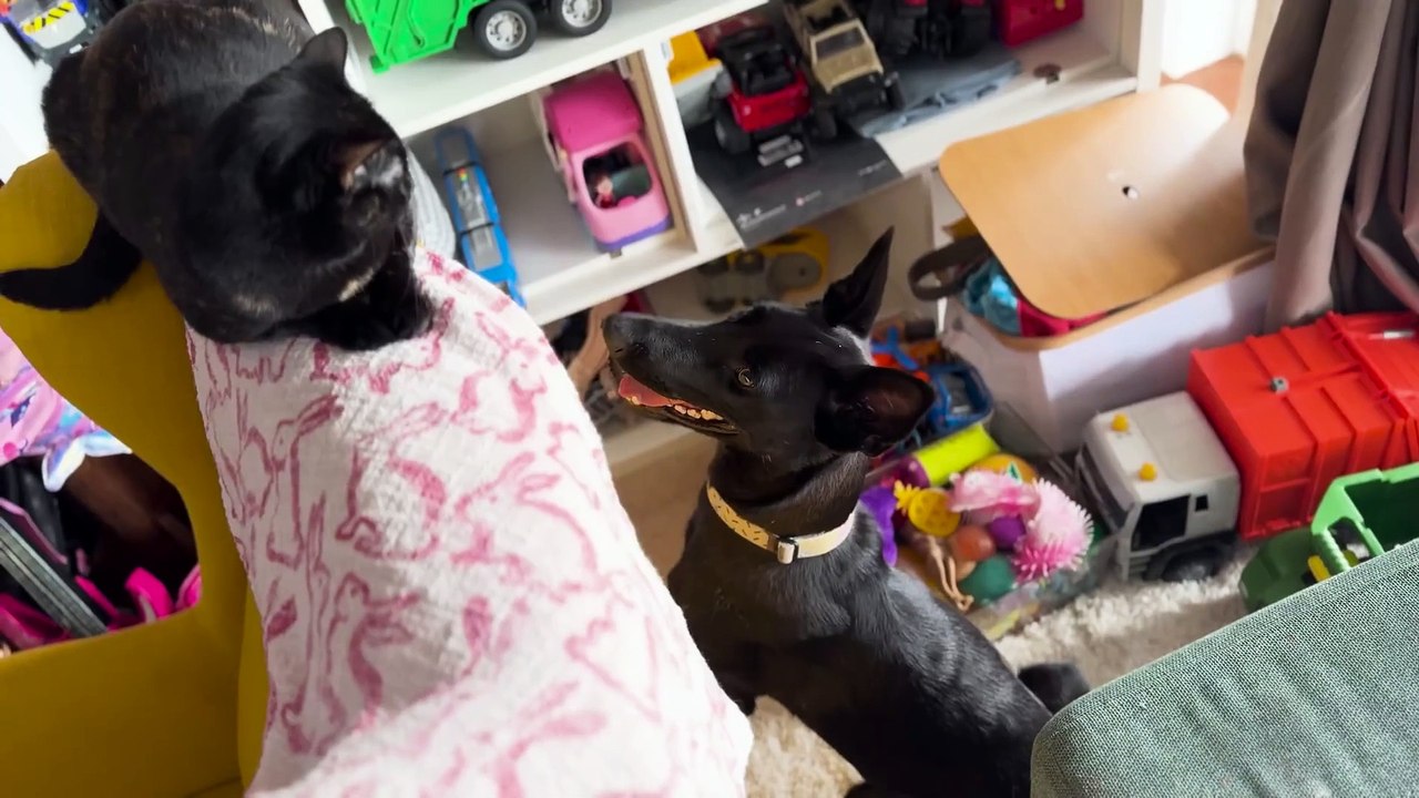 Dogs funny action #dogs