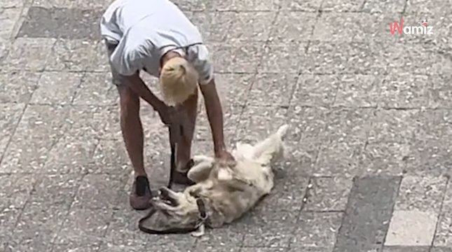 Un Golden Retriever refuse de rentrer de promenade : 1M d’internautes sont hilares