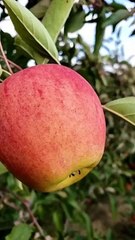 Red apple fruits #fruits #apple #shorts