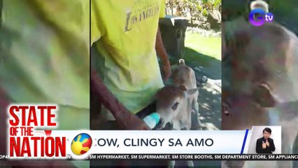 State of the Nation (Part 2 & 3) Painting para sa first-timers ; Clingy calf ; atbp.