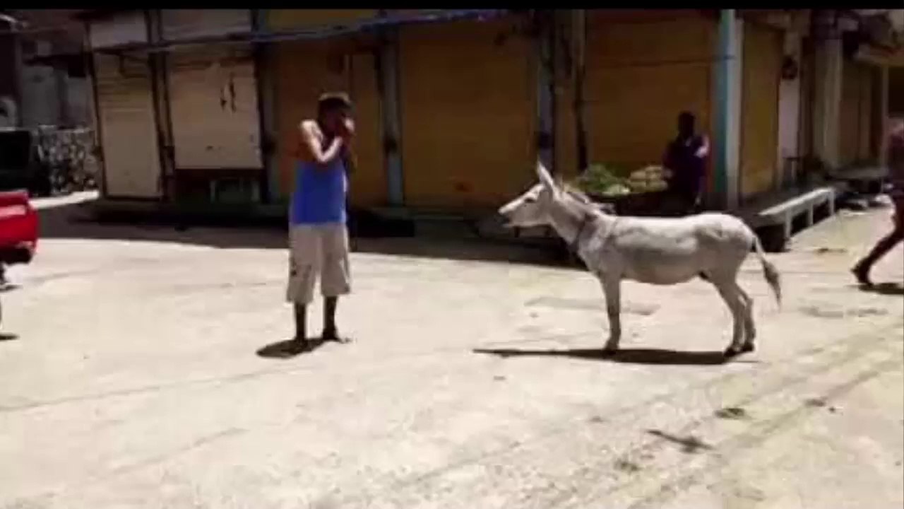 This man can talk to Donkey