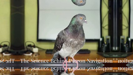 "Uncovering the Secrets of the World's Best Navigator Bird: The Homing Pigeon"
