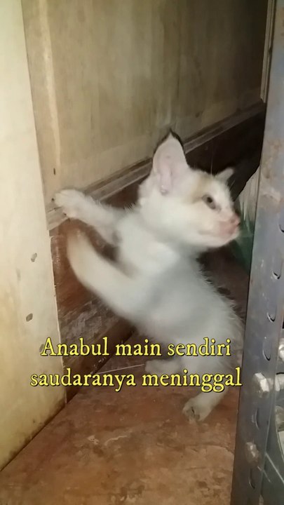 Kitten playing alone