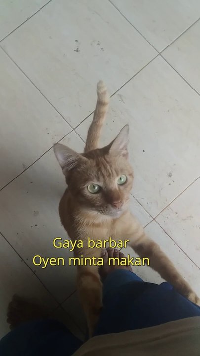 Orange cat asks for food