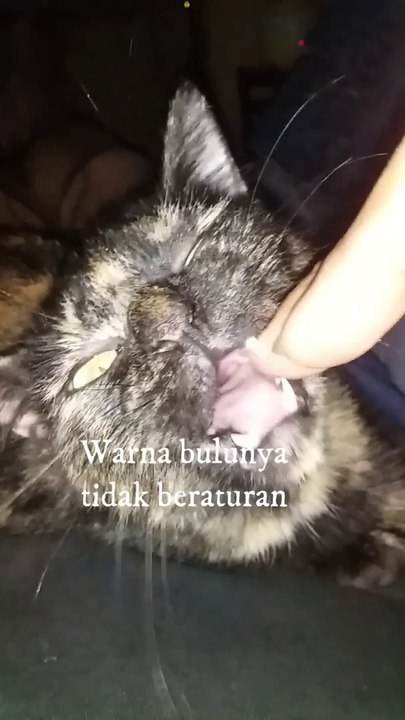 Strange fur cat