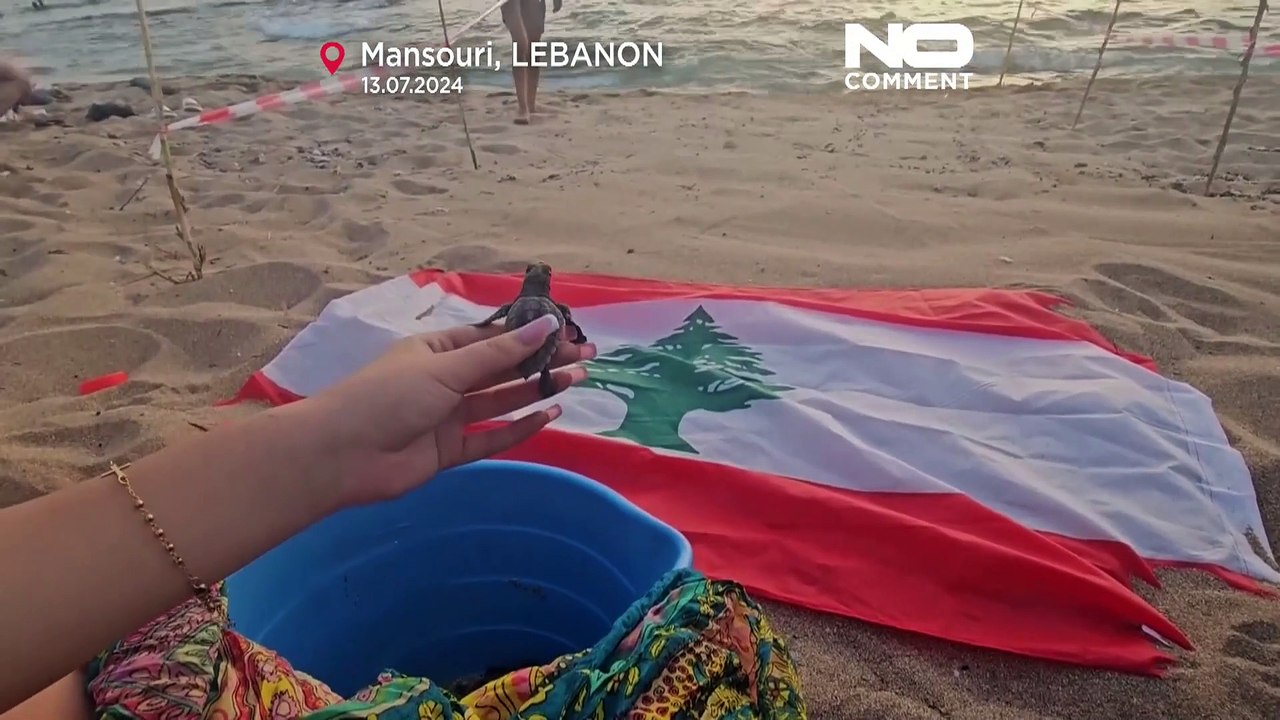 No Comment : Des bébés tortues de mer relâchés du sud du Liban dans la mer Méditerranée