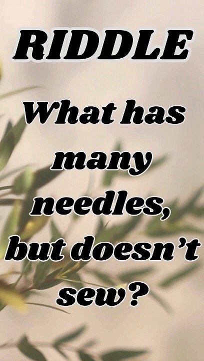 What has many needles, but doesn’t sew?