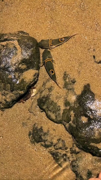 Can you tell the name of the fish