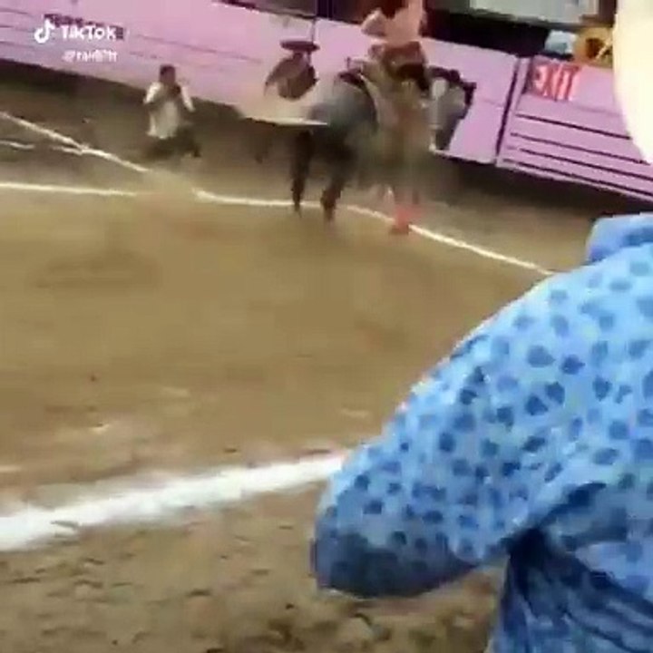 horse champion video