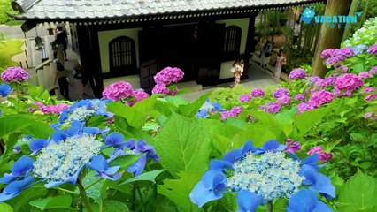 Best things to do in Kamakura, the ancient capital. Kamakura Travel Guide