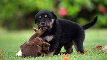 You won’t believe this: 29 seconds of dogs in pure playful chaos