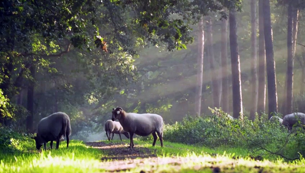 30 Seconds of Sheer Bliss: See These Adorable Sheep in Action!