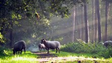 30 Seconds of Sheer Bliss: See These Adorable Sheep in Action!