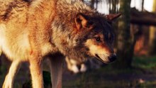Wolf vs. Mountain Lion: Epic Wildlife Battle You Won't Believe!