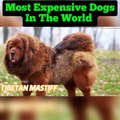 Most Expensive Dogs In The World