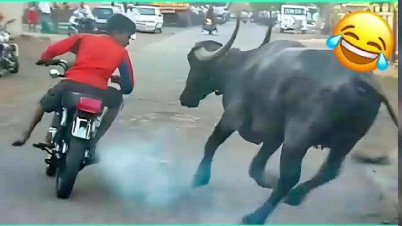 Best Ever Animals Funny Videos