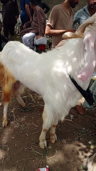 Goat lover