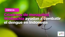 Criaderos de mosquitos Wolbachia ayudan a combatir el dengue en Indonesia