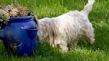 Dogs free stock footage