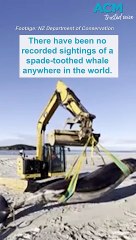 World's rarest whale species washes up on New Zealand beach