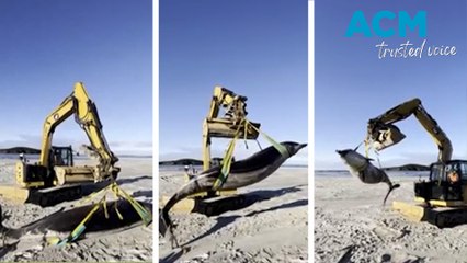 World's rarest whale species washes up on New Zealand beach
