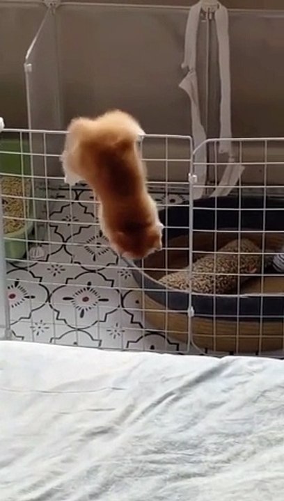 Cutie kitty 
