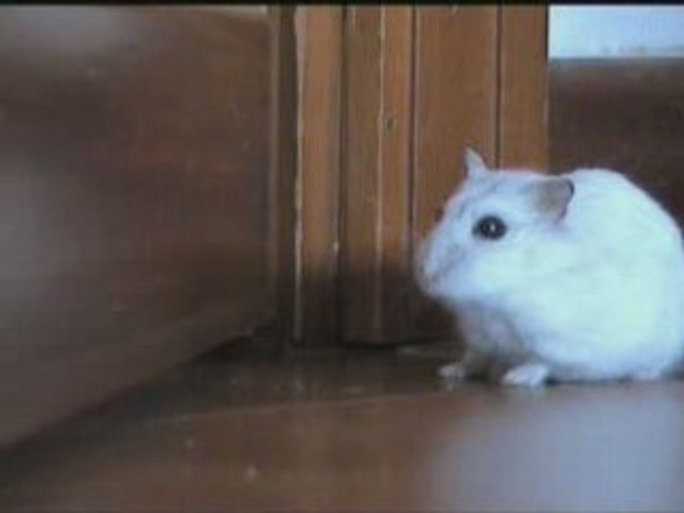 Hamster têtu