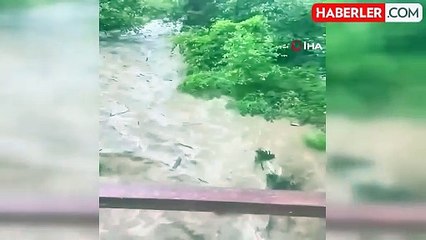 Gümüşhane'de sel sularıyla coşan derede cansız ayı görüntülendi