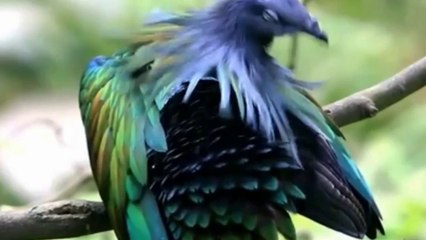Different colored birds | বাহারী রঙের পাখি
