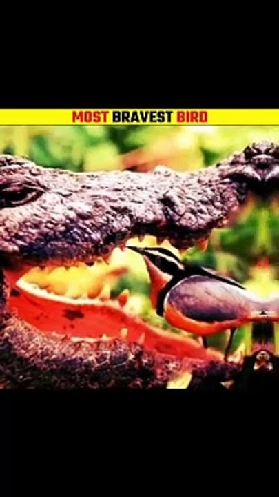 Most bravest bird in the world