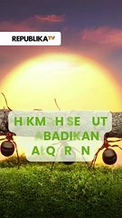 Hikmah Penciptaan Semut yang Diabadikan Alquran