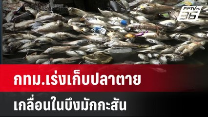 กทม.เร่งเก็บปลาตายเกลื่อนในบึงมักกะสัน| เที่ยงทันข่าว | 16 ก.ค. 67