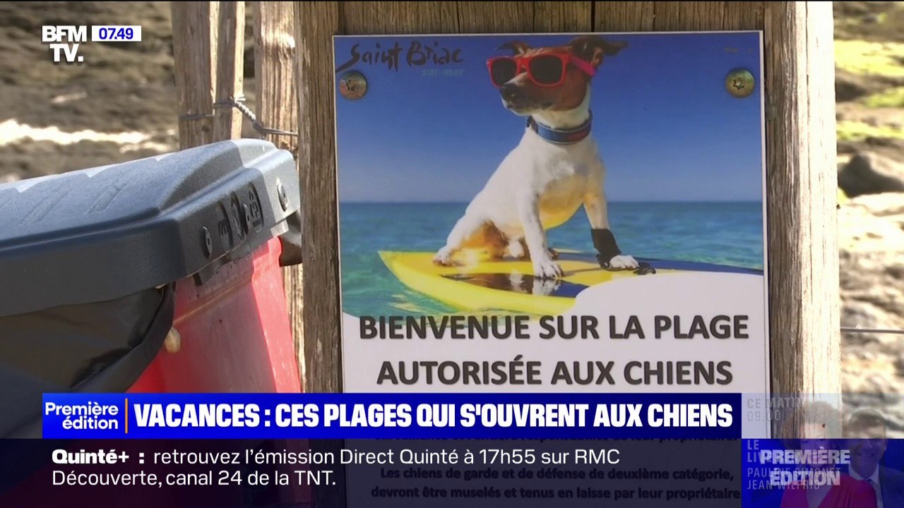 Vacances: découvrez les cani-plages, ces plages ouvertes aux chiens