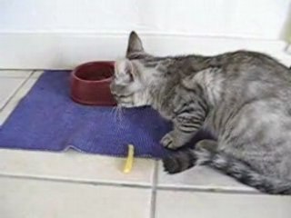 Chopin le chat mange une frite !