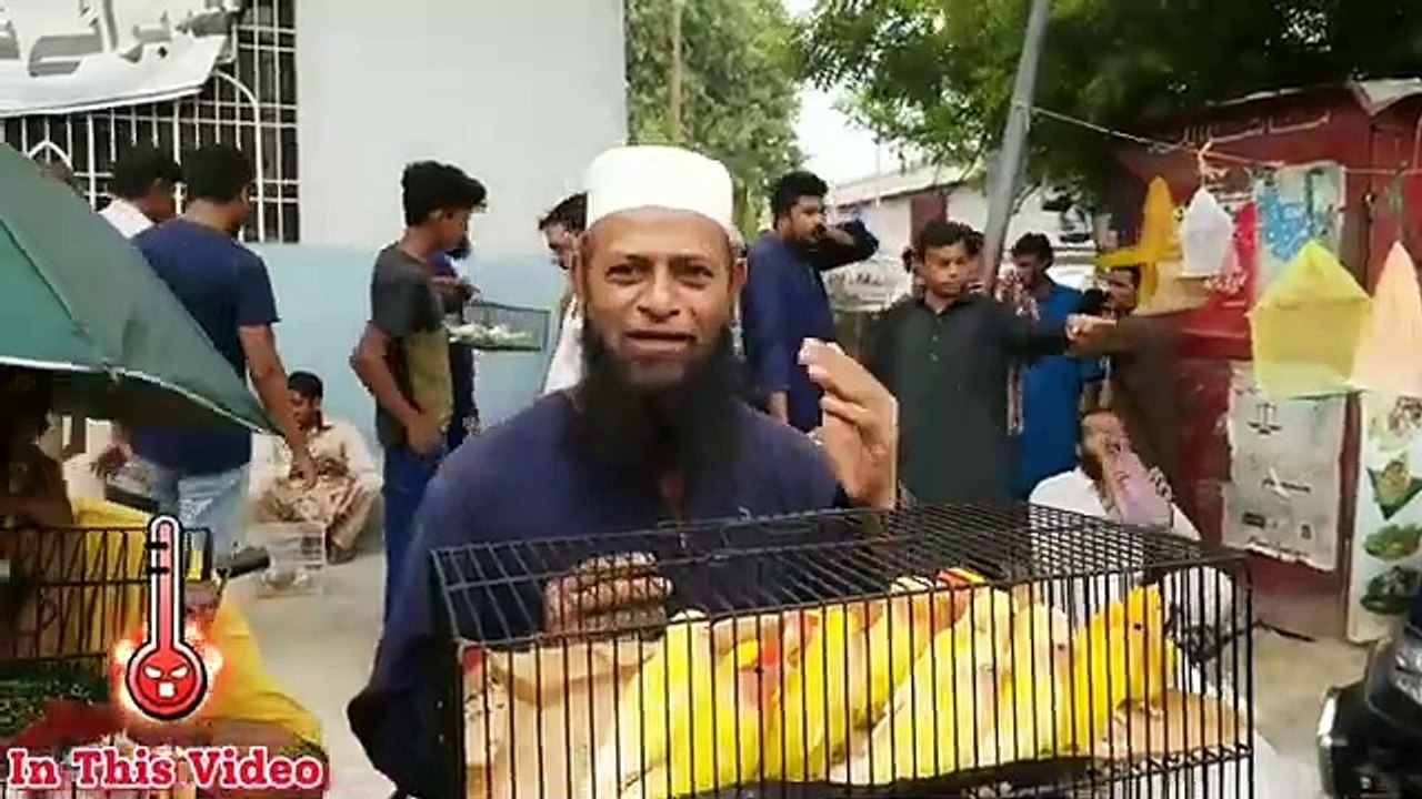 Lalukhet birds market July 15_ 2024 _ Cheapest price birds market in karachi pakistan _ Birds market(360P)