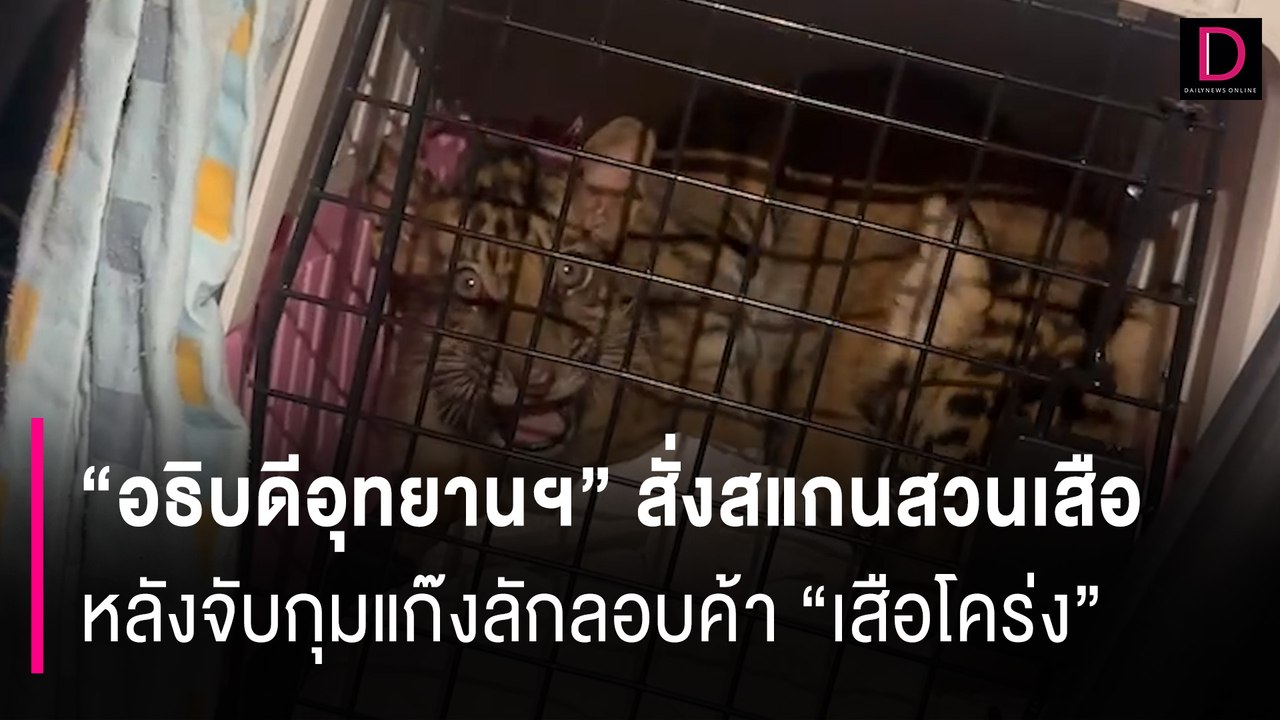 "อธิบดีอุทยานฯ" สั่งสแกนสวนเสือหลัง "ชุดพญาเสือ" จับกุมแก๊งลักลอบค้า "เสือโคร่ง" | HOTSHOT 16/07/67