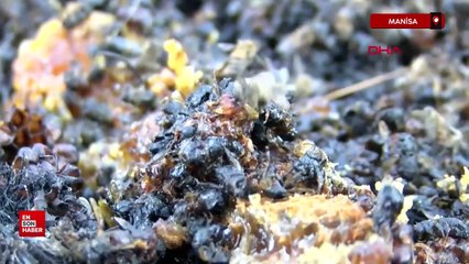 Manisa Soma'da orman yangını